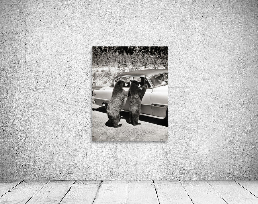 1950s TWO BLACK BEARS STANDING AT WINDOWS OF CAR 229783 Wall Preview