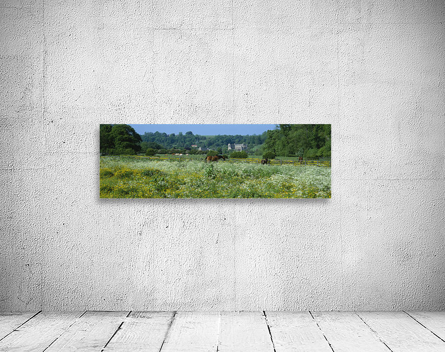 Horses grazing in field North Yorkshire England 76100 Wall Preview