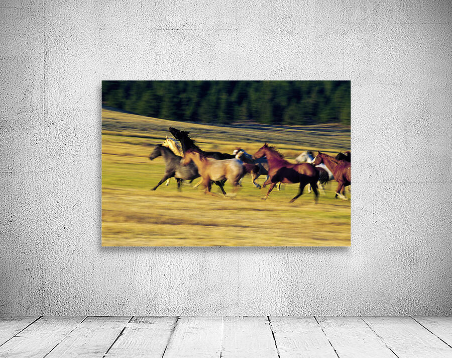 Herd of horses running Oregon United States 102763 Wall Preview