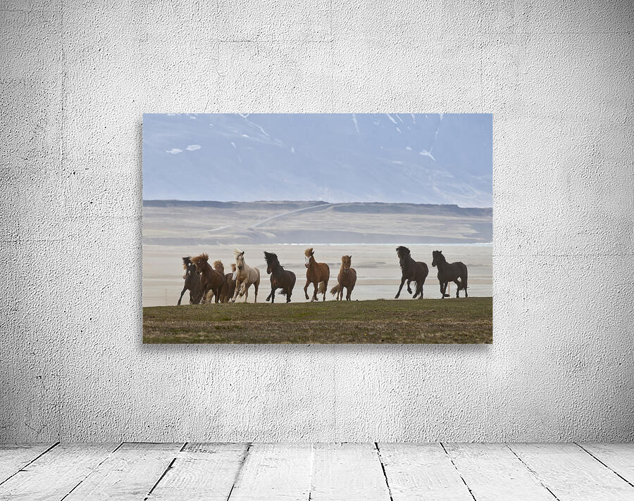 Herd of Icelandic Horses running free Skagafjordur Iceland 168756 Wall Preview