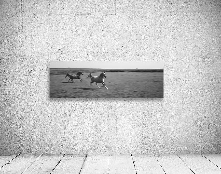 2 Arabian horses running on grassland Stelle Illinois USA 240617 Wall Preview