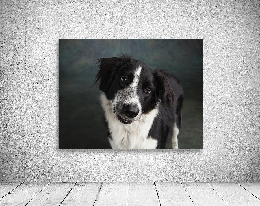 Studio shot of Border Collie 208259 Wall Preview