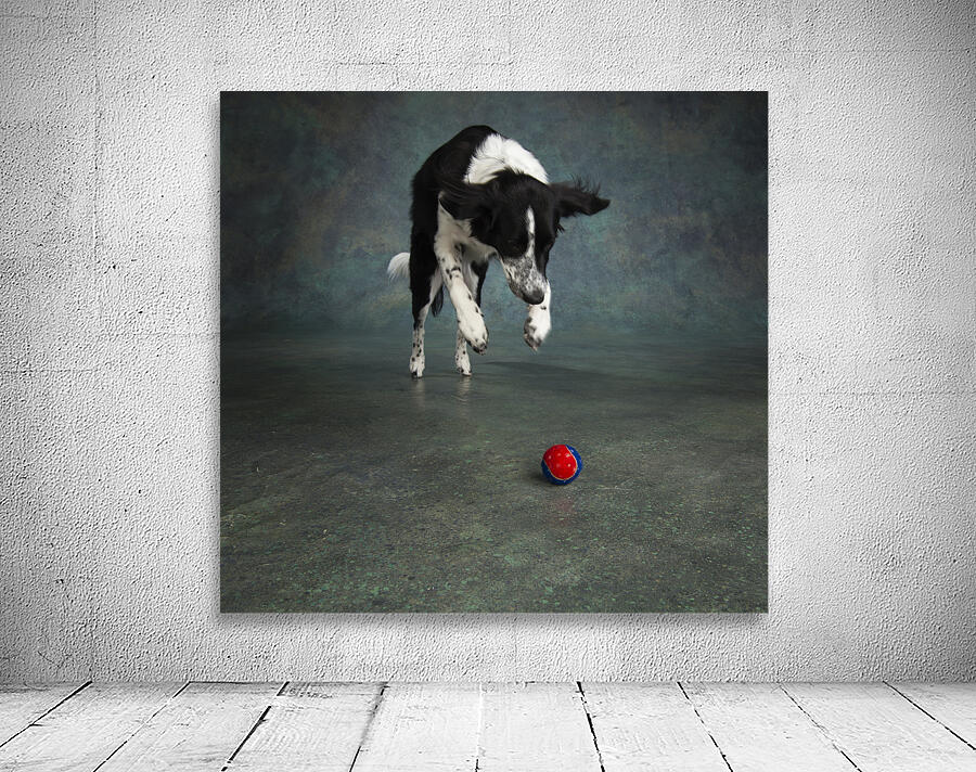 Studio shot of Border Collie jumping 208268 Wall Preview