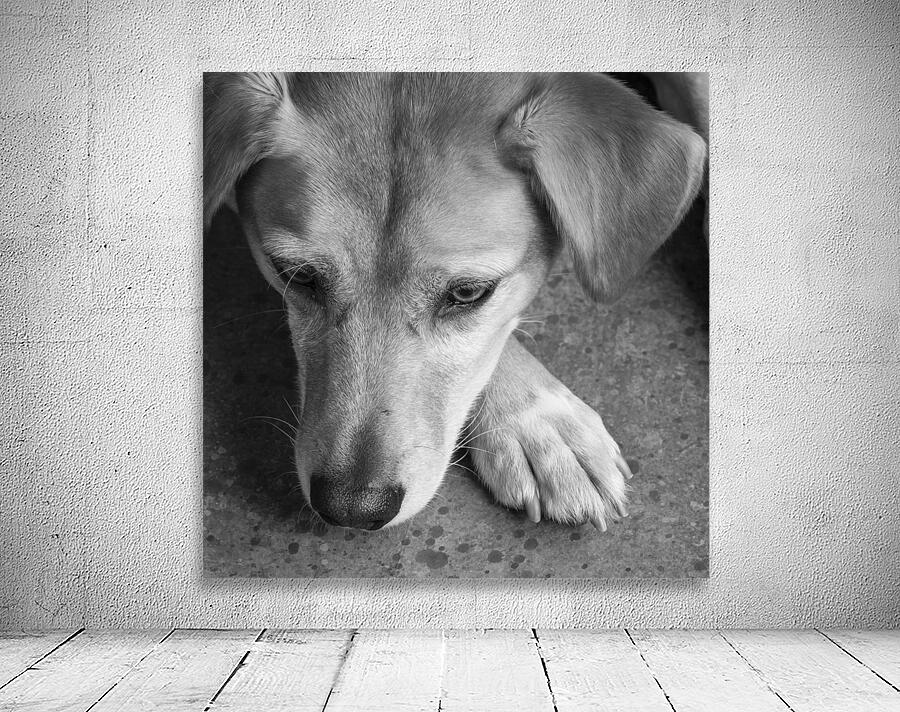 Close-up of Redbone Coonhound 208235 Wall Preview