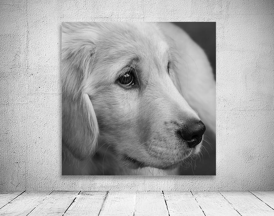 Close-up of Golden Retriever puppy 208382 Wall Preview