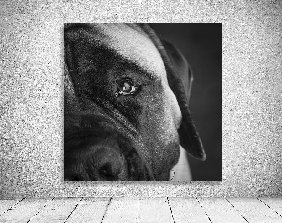 Close-up of Mastiff 208523 Wall Preview