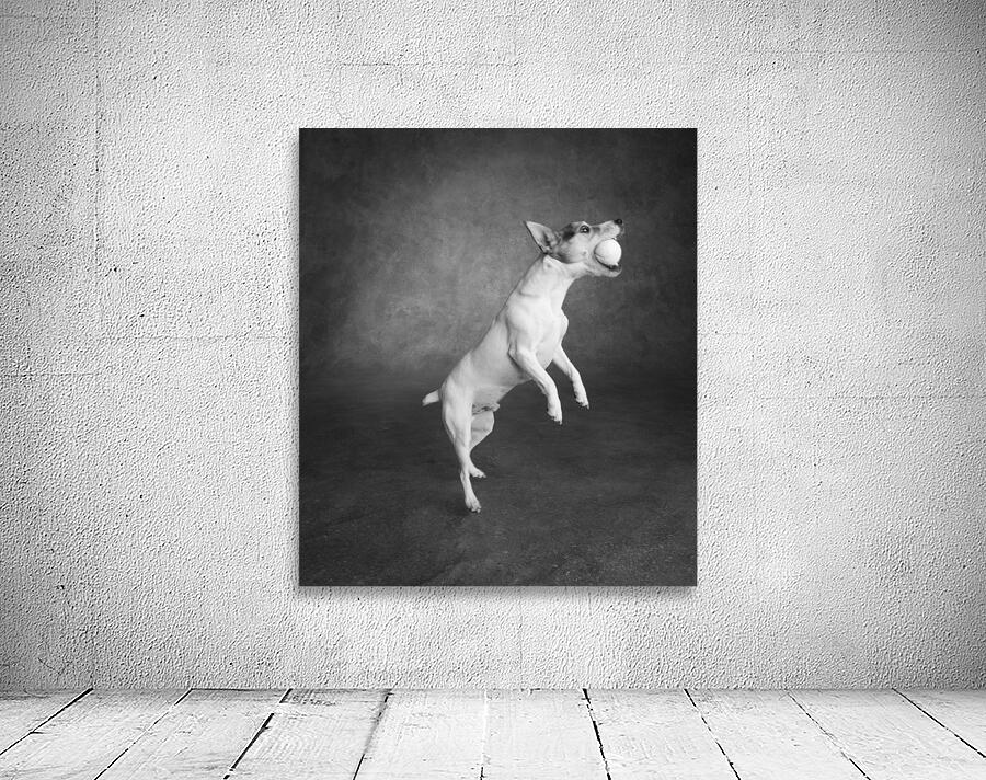 Studio shot of Jack Russell Terrier playing with tennis ball 208484 Wall Preview
