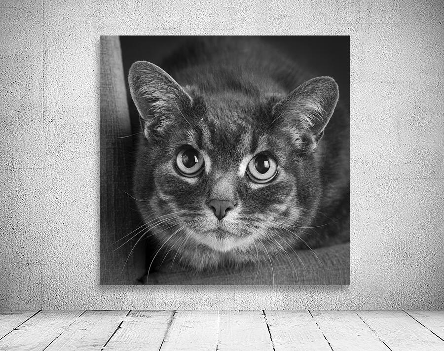 Close-up of cat 208802 Wall Preview