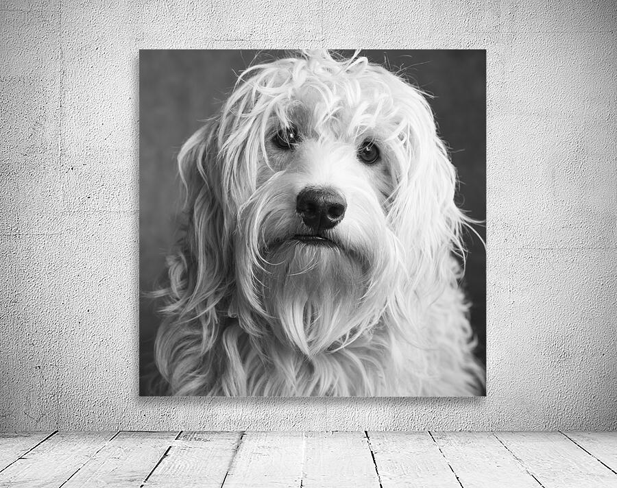 Portrait of Mini Goldendoodle 208636 Wall Preview