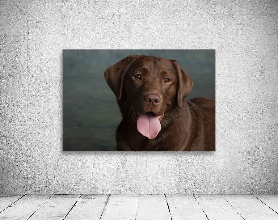 Portrait of Chocolate Labrador sticking out tongue 209001 Wall Preview