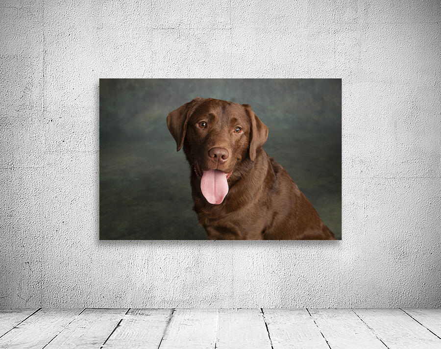 Portrait of Chocolate Labrador sticking out tongue 209009 Wall Preview