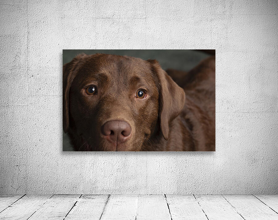 Portrait of Chocolate Labrador 208998 Wall Preview