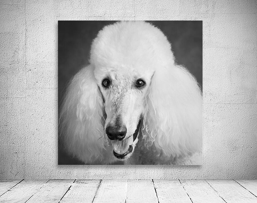 Portrait of Poodle 212879 Wall Preview