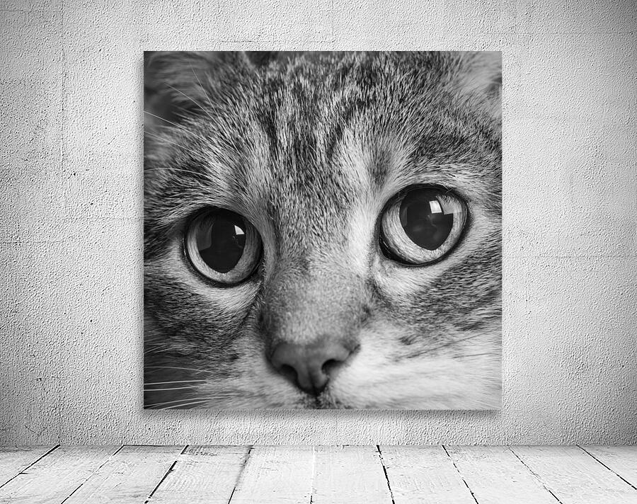 Close-up of Tabby cats eyes 213146 Wall Preview