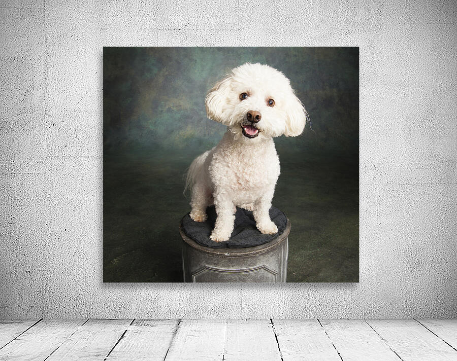 Studio portrait of Bichon Frise Poodle mix dog 213285 Wall Preview