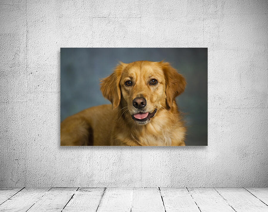 Portrait of Golden Retriever 213048 Wall Preview