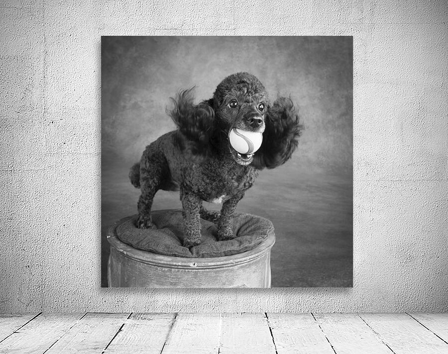 Portrait of Mini Poodle retrieving ball 212996 Wall Preview