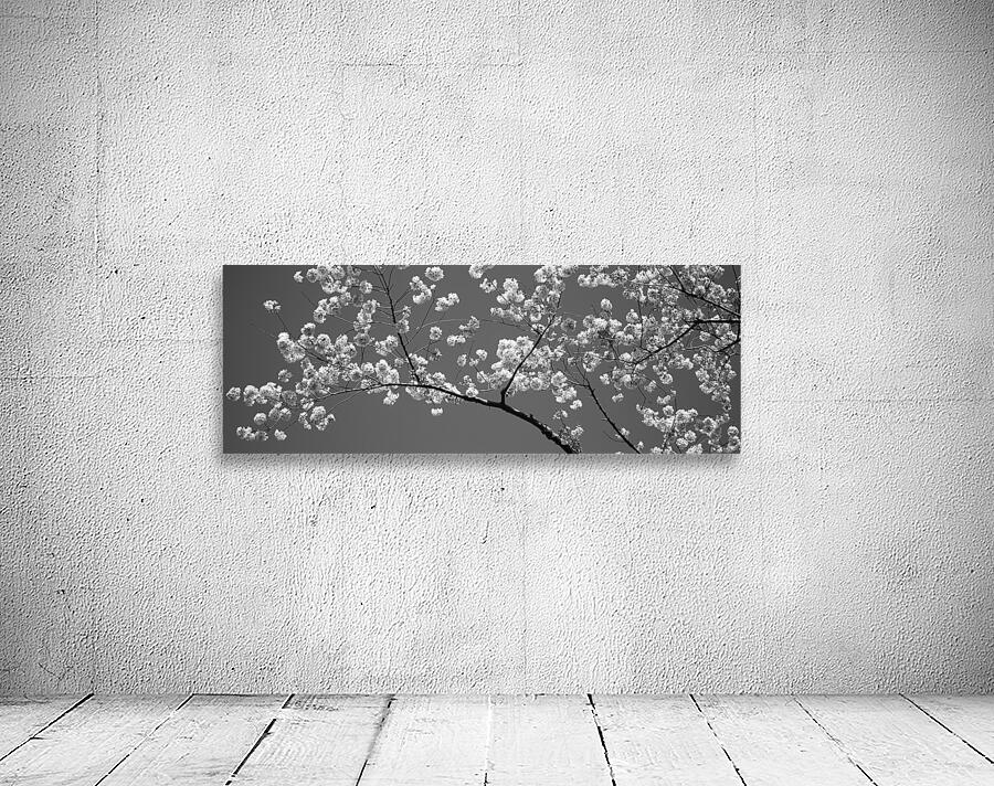 Cherry Blossoms Washington DC USA 152181 Wall Preview