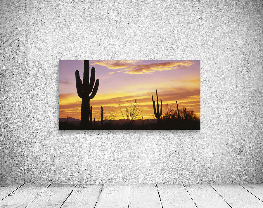Sunset over Cactus Saguaro National Park AZ 85662 Wall Preview