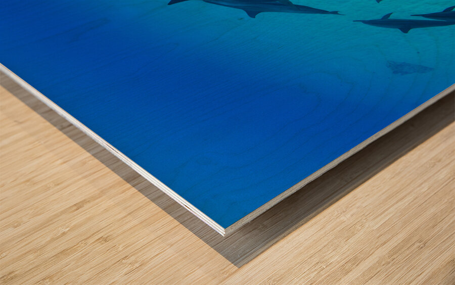 School of dolphins swimming in Pacific Ocean HI 175014 Wood print