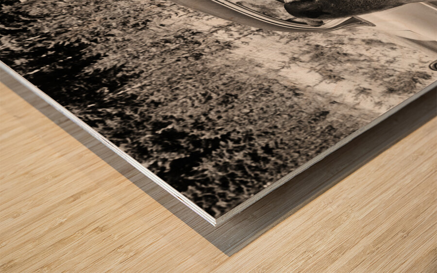 1950s TWO BLACK BEARS STANDING AT WINDOWS OF CAR 229783 Wood print