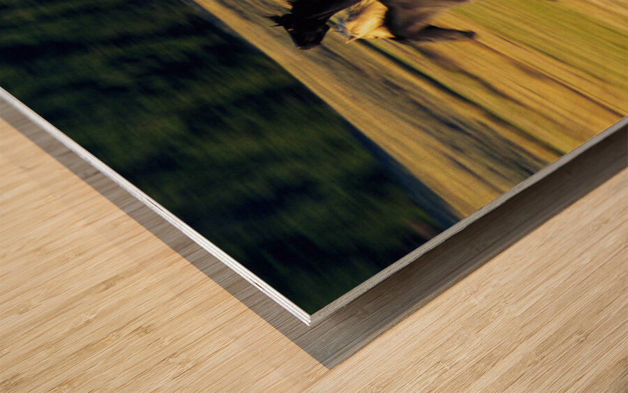 Herd of horses running Oregon United States 102763 Wood print