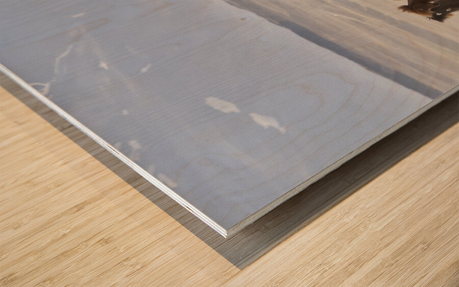 Herd of Icelandic Horses running free Skagafjordur Iceland 168756 Wood print