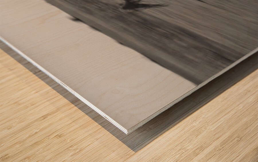 2 Arabian horses running on grassland Stelle Illinois USA 240617 Wood print