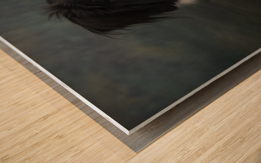 Studio shot of Border Collie 208259 Wood print