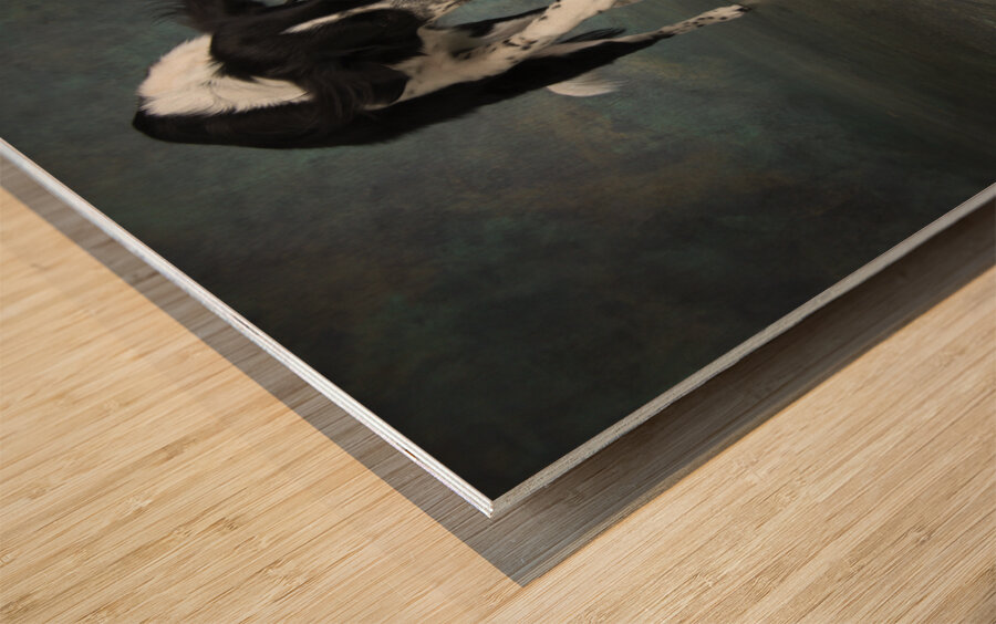 Studio shot of Border Collie jumping 208268 Wood print