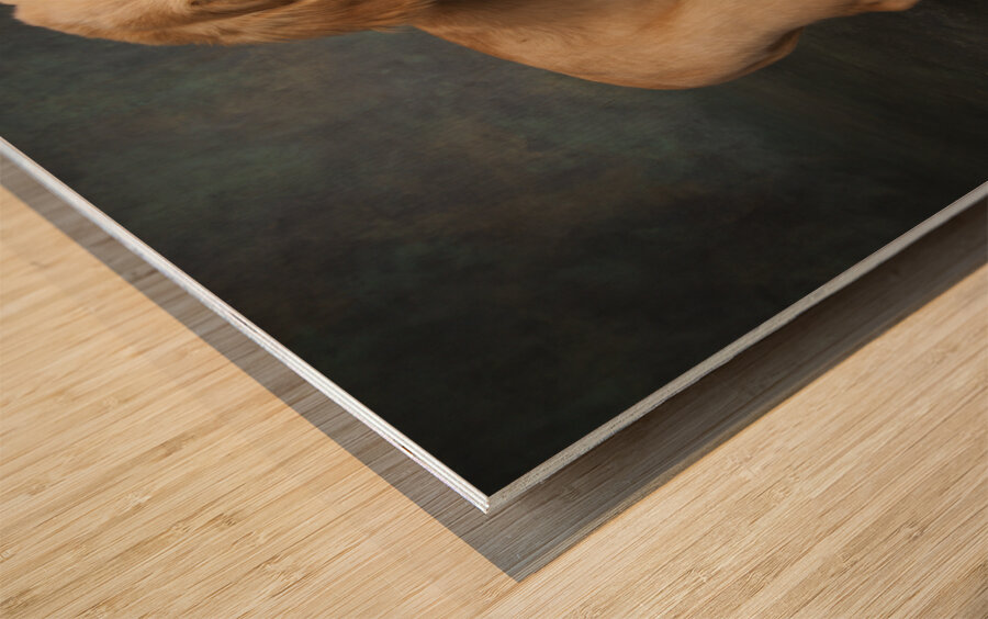 Studio portrait of Golden Retriever puppy 208376 Wood print