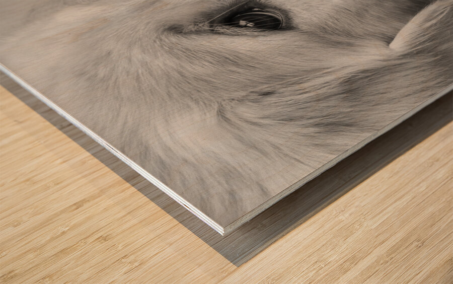 Close-up of Golden Retriever puppy 208382 Wood print