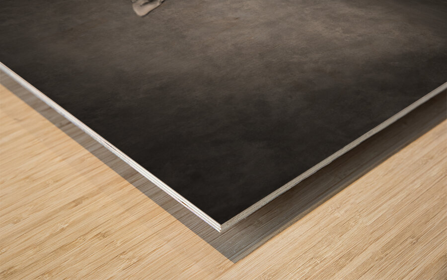 Studio shot of Jack Russell Terrier playing with tennis ball 208484 Wood print