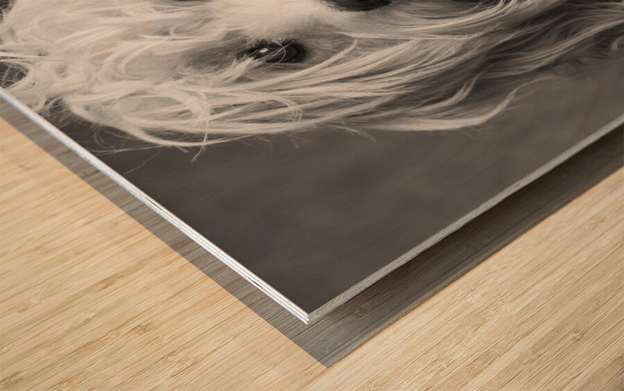 Portrait of Mini Goldendoodle 208636 Wood print