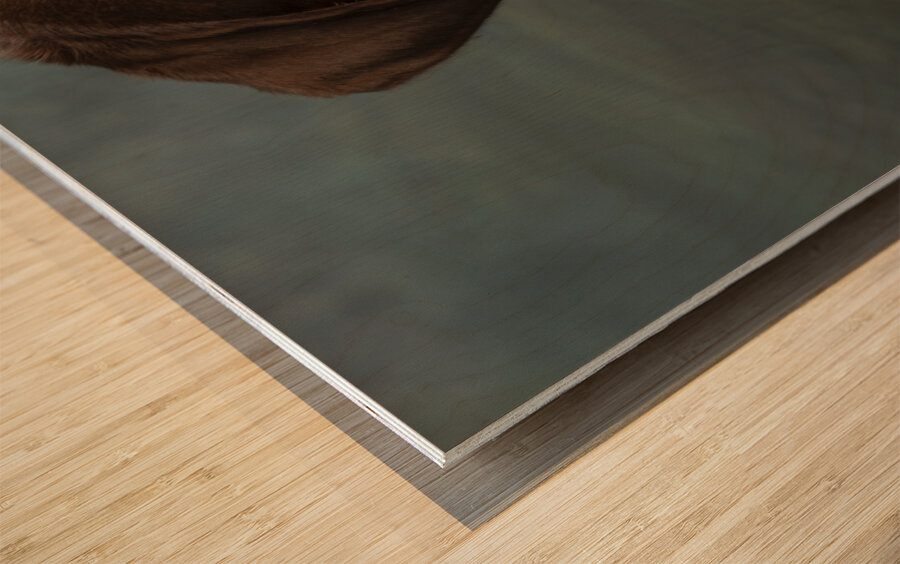 Portrait of Chocolate Labrador sticking out tongue 209001 Wood print