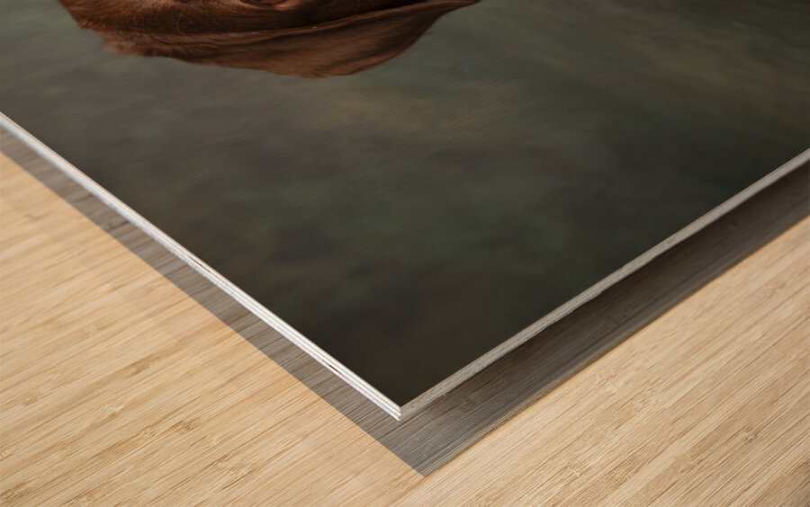 Portrait of Chocolate Labrador sticking out tongue 209009 Wood print