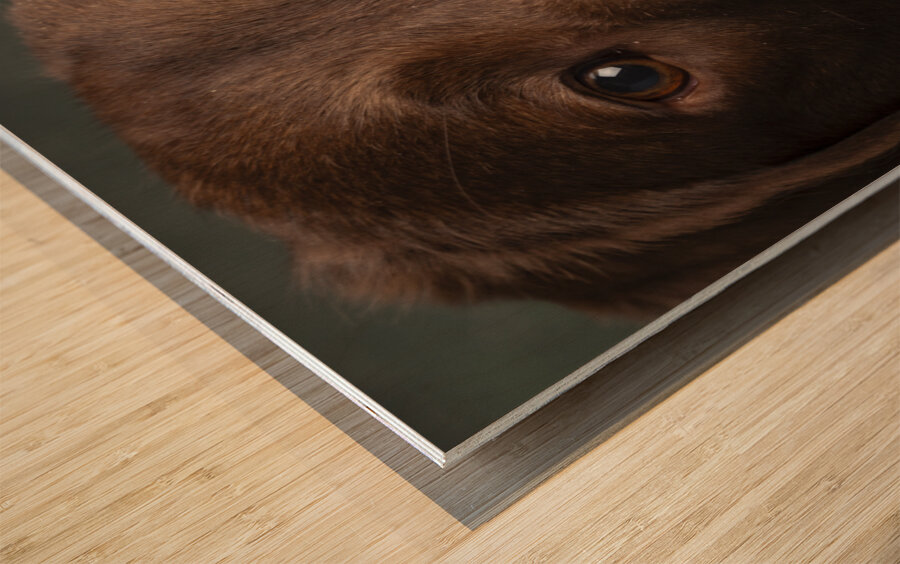 Portrait of Chocolate Labrador 208998 Wood print