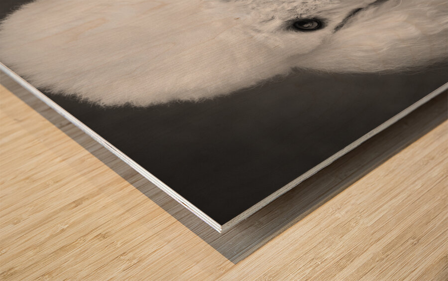 Portrait of Poodle 212879 Wood print