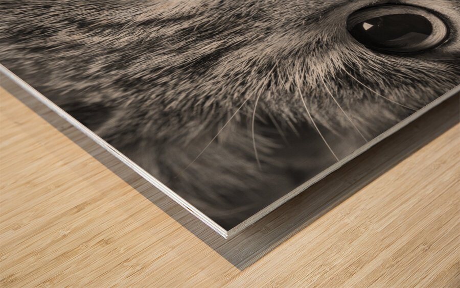 Close-up of Tabby cats eyes 213146 Wood print