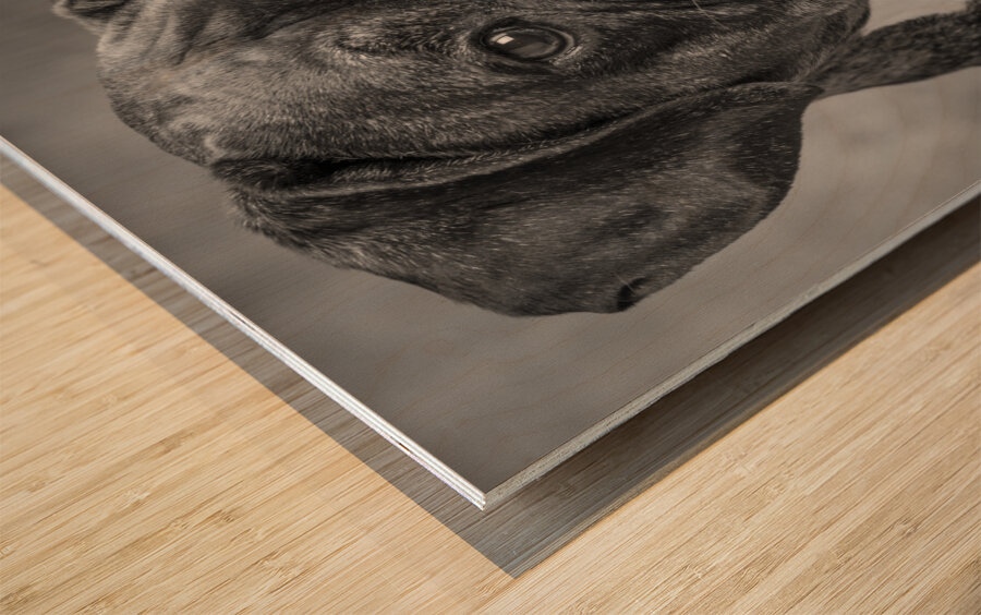 Studio portrait of boxer dog 213166 Wood print