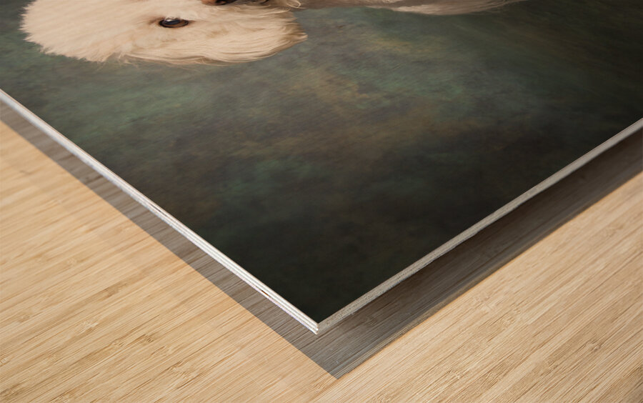 Studio portrait of Bichon Frise Poodle mix dog 213285 Wood print