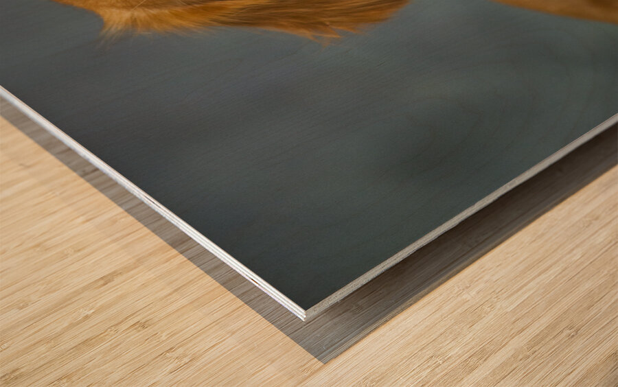 Portrait of Golden Retriever 213048 Wood print