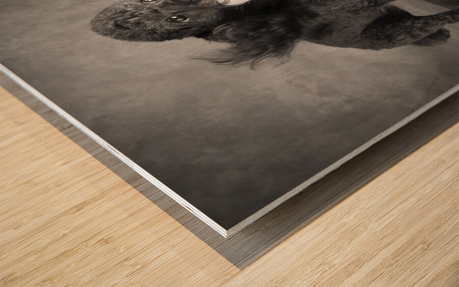 Portrait of Mini Poodle retrieving ball 212996 Wood print