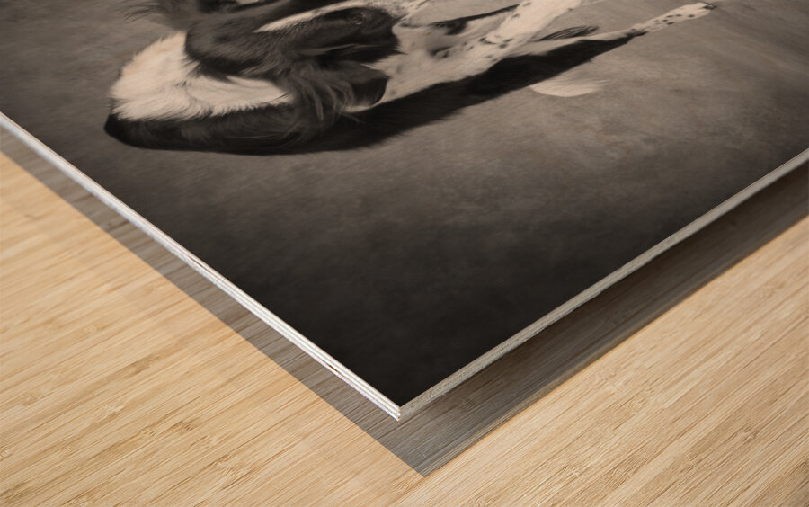 Color Pop Studio shot of Border Collie playing with ball 218677 Wood print