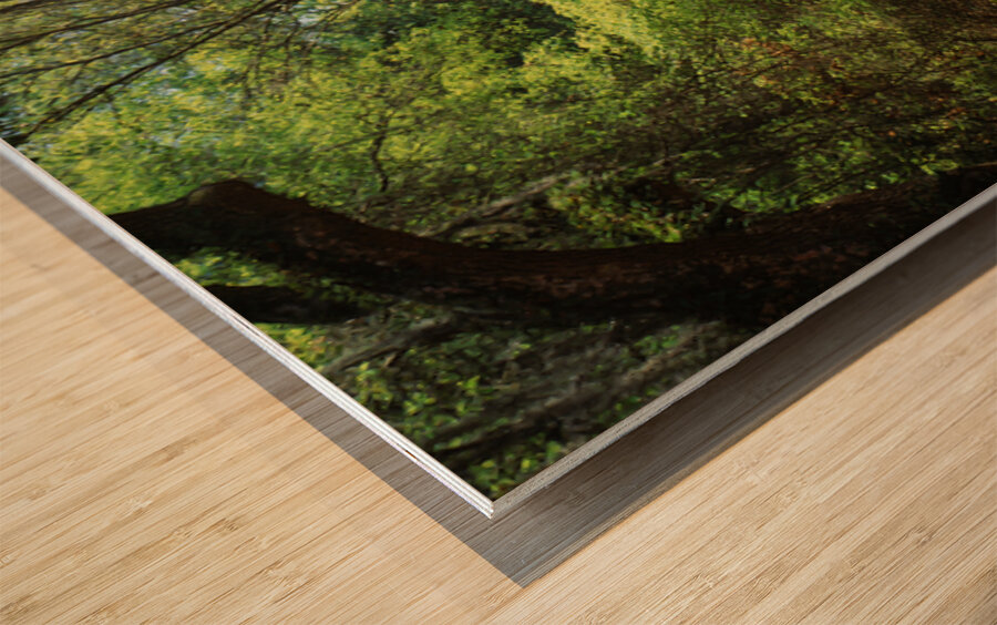 Live Oaks & Spanish Moss Wormsloe State Historic Site Savannah Georgia 85285 Wood print