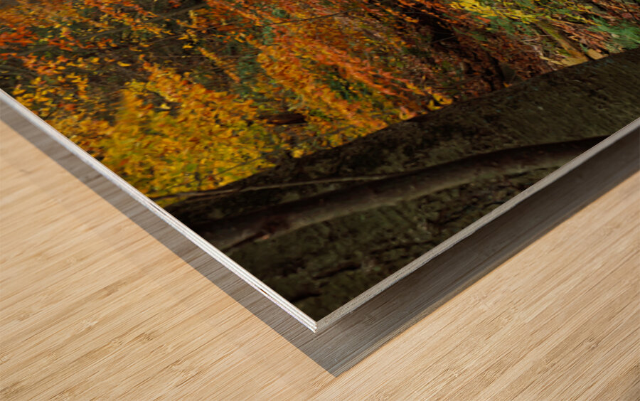 Fall Trees Kitchen Creek Pennsylvania USA 64925 Wood print