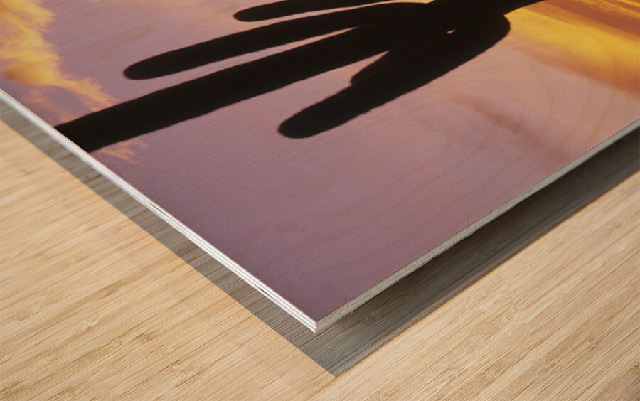 Sunset over Cactus Saguaro National Park AZ 85662 Wood print