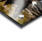 Fly Like an Eagle Acrylic print