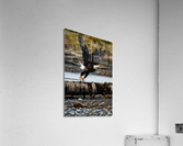 Fly Like an Eagle Acrylic Print