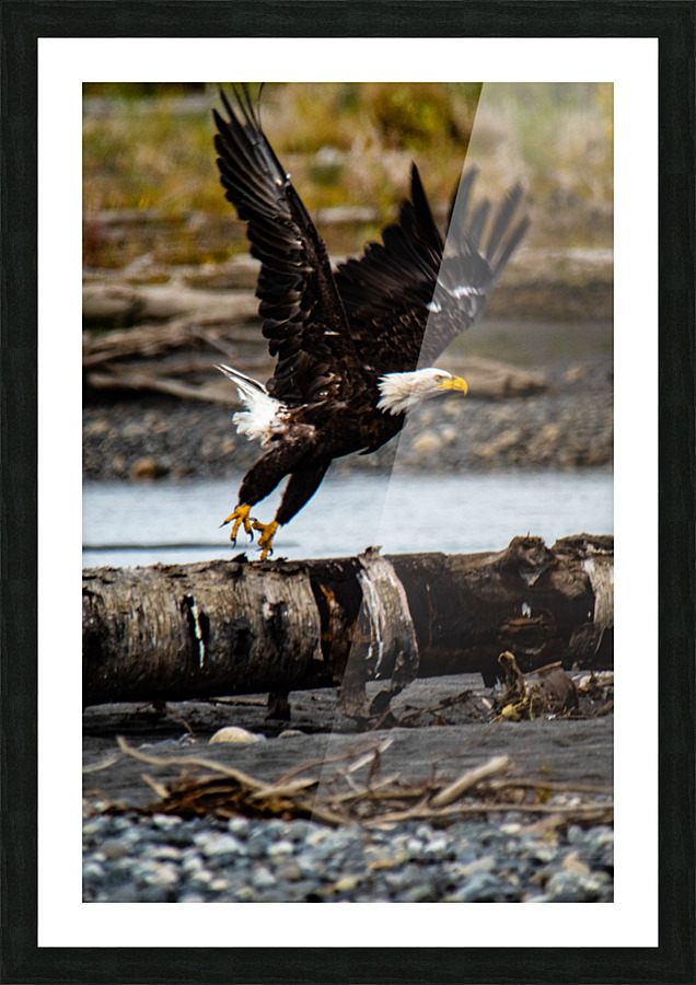 Fly Like an Eagle Picture Frame Printing